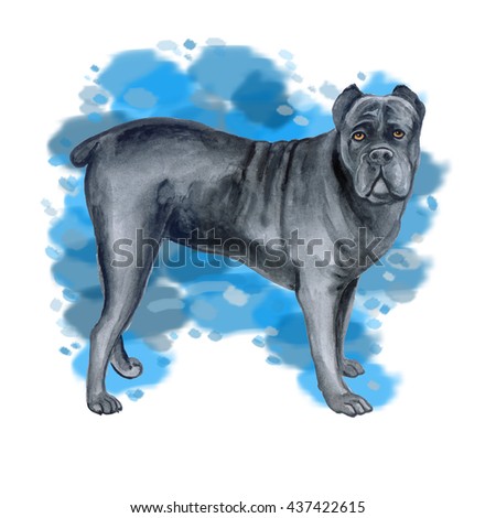 Watercolor closeup portrait of large Cane Corso breed dog isolated on abstract blue background. Large shorthair working guard dog from Italy. Hand drawn sweet home pet. Greeting card design. Clip art