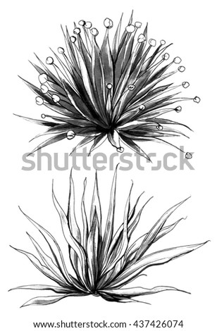 Tropical exotic cactus plants in blossom. Botanical hand drawn watercolor black and white monochrome illustration set for greeting cards, invitations, and other printing projects. Japanese style. Bali