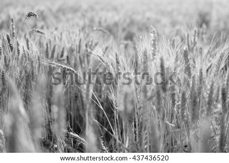 Black and white picture of ripening ears of wheat field on sunset background, natural production