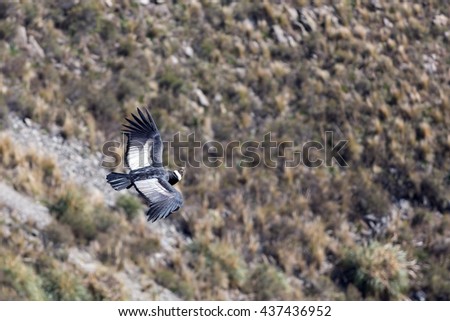Andean Condor (Vultur gryphus) in flight over the Andean mountains