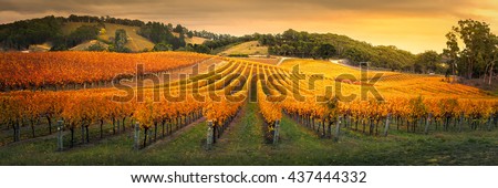Gorgeous Vineyard in the Adelaide Hills Royalty-Free Stock Photo #437444332