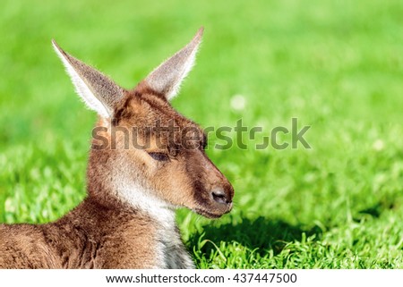 Lazy australian kangaroo having a rest on the ground