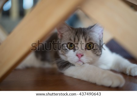 American Wirehair cat sitting curiously under the table Royalty-Free Stock Photo #437490643