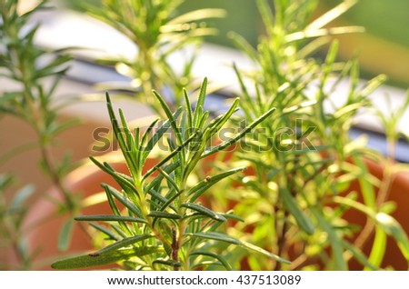 Close-up rosemary growing in pots on the sill at window at sunset