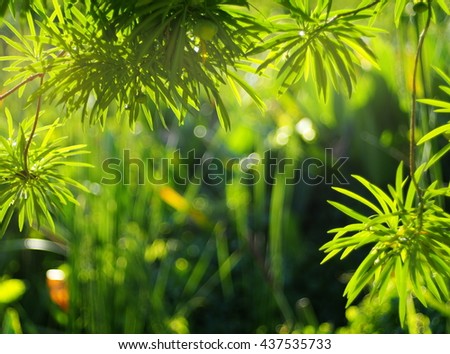 background backdrop picture photo of tropical plant trees with green leaves yellow brown branches in jungle and green leaves outdoor authentic environment bokeh