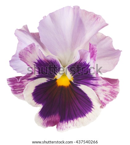 Studio Shot of Violet Colored Pansy Flower Isolated on White Background. Large Depth of Field (DOF). Macro.
