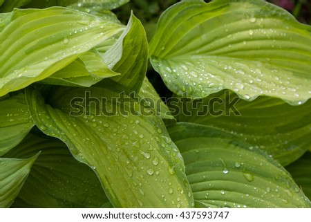 Green leaves with raindrops on it