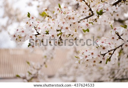 spring background.blossoming fruit trees