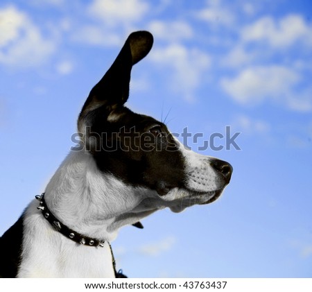 Image of a black and white dog with ear in air