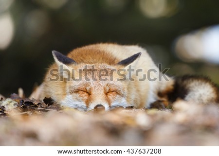 red fox
