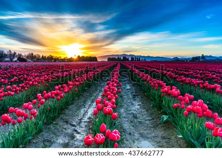 Tulips and sunrise