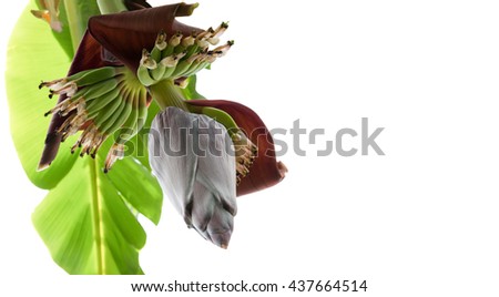 Banana flower eaten as delicious vegetable and banana leaf on isolate or white background