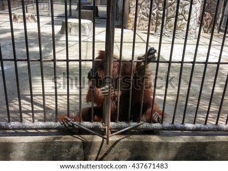 monkey in the cage