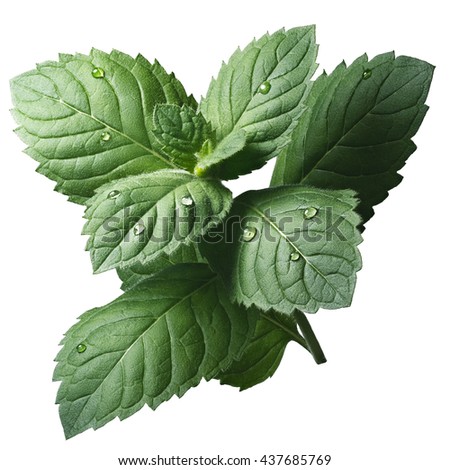 Fresh peppermint leaves (Mentha Piperita). Clipping path, infinite depth of field, enhanced color