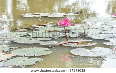 lotus flowers in nature pool
