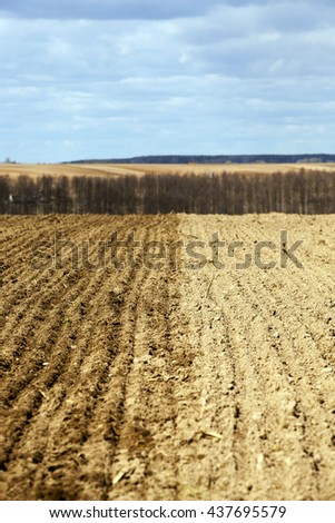   Agricultural field on which grow up cereals wheat, Belarus, ripe and yellowed cereals, small depth of field