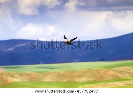 Flying duck. Colorful nature background. Bird: Ruddy Shelduck. Tadorna ferruginea.
