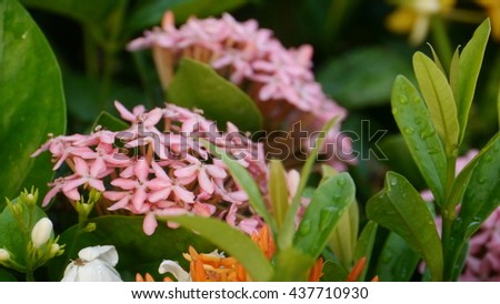 Close up of a flowers growing in plant.