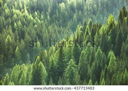 Healthy green trees in a forest of old spruce, fir and pine trees in wilderness of a national park. Sustainable industry, ecosystem and healthy environment concepts and background. Royalty-Free Stock Photo #437713483