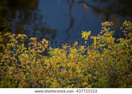 Autumn Leaves Against River 