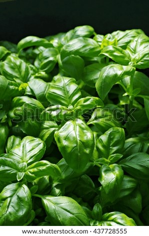 Basil green leaves. Organic spices basil green leave for cooking. Nature background in shadow.