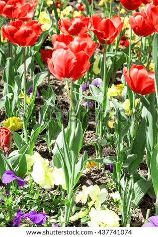 Decorative tulips, spring landscape