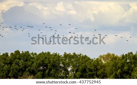 Flying birds. Blue white clouds. Birds: Glossy Ibis. Plegadis falcinellus Royalty-Free Stock Photo #437752945