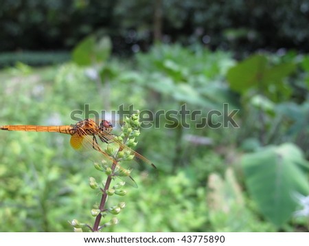 A dragonfly resting on a floret. In this picture; the body of the dragonfly is in focus.