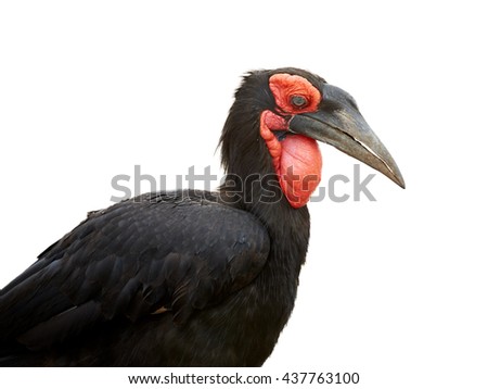Isolated on white background, portrait of Southern ground hornbill, Bucorvus leadbeateri.  Large african bird, black colored with vivid red face and throat. Vulnerable species, northern South Africa.