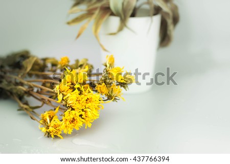 Dry flowers with Dead and shriveled plant, in a plastic pot  style for background for your design