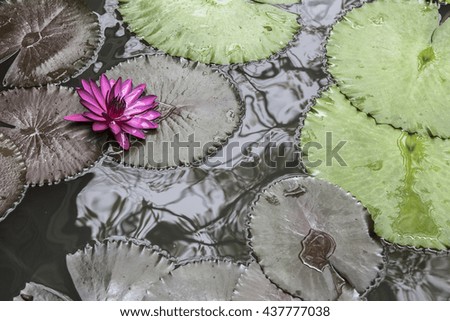 deep pink lotus