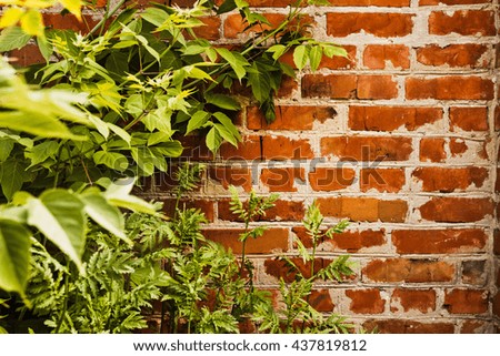 Old brick wall overgrown with green bushes and grass