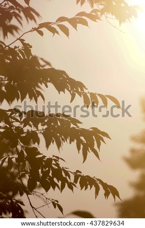 Sunset and branches