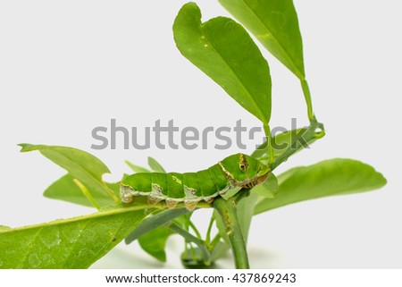 Green worm isolated