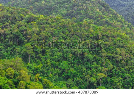 Nature. Mountain forest landscape 