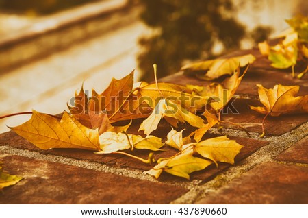 Autumn maple leaf lying on the tile, seasonal fall natural vintage hipster background