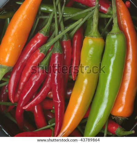 Fresh colorful chili (large format photography)