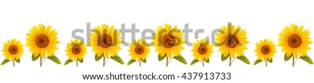  Pattern of beautiful flowers of sunflower. Panorama - floral background. Template website.
