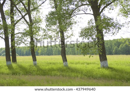  green field; green grass; spike, tree trunk, branch, shadow, long shadow, evening, sunset, sunbeam