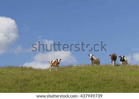 Cows grazing in the meadow, prairie, valley, a herd, a herd of cows, livestock, farming, cows graze the grass