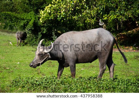 a water buffalo overgrazing on the grass in selective focus with blurry background (low light picture)