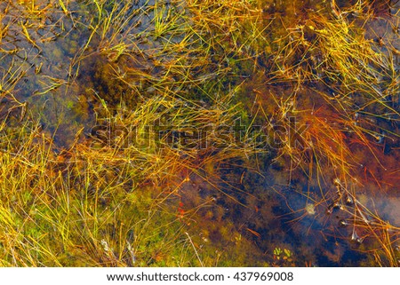 Grass and moss in swamp lake, autumn season. Viru bogs at Lahemaa national park