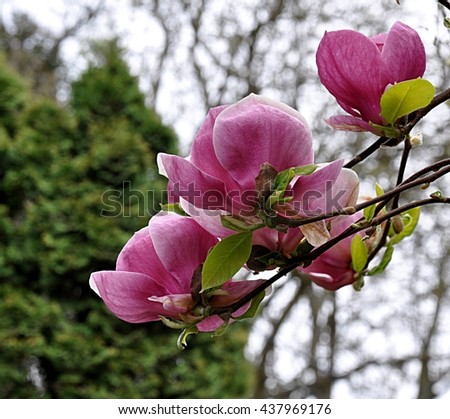 blossomed tree - magnolia