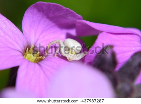 White crab spider sitting on purple flower