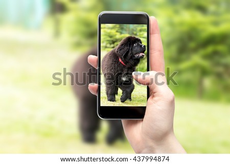 Female hand with smartphone taking a photo of a newfoundland dog
