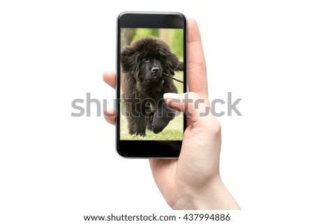 Dog on the smartphone screen, isolated.