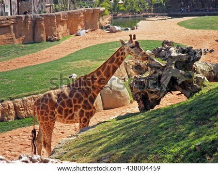 Lonely curious giraffe lick a tree in Valencia zoo during a summer day, Spain