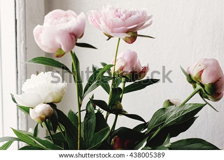lovely peony pink and white flowers on background of window light, sweet home