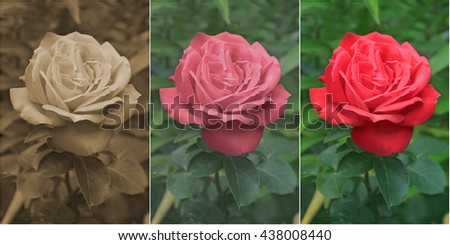 Photo of flowering red rose edited in Sepia, Old Style and Modern Style, three pictures isolated on the white background