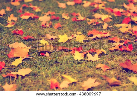 Autumn natural flat vintage hipster background with colorful red maple leaves on a green grass